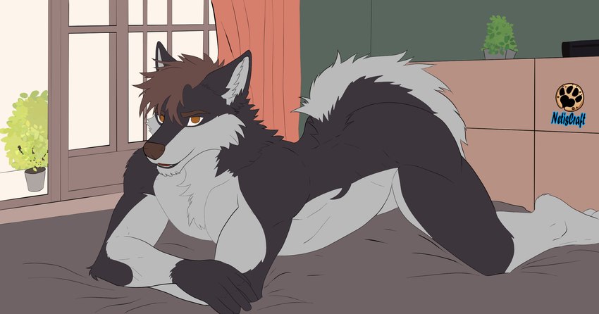 all_fours amber_eyes anthro aroused bed brown_hair carpet curtains fur furniture green_wall grey_body grey_fur hair male nude plant solo tail window netiscraft canid canine canis mammal wolf flat_colors hi_res unfinished wallpaper