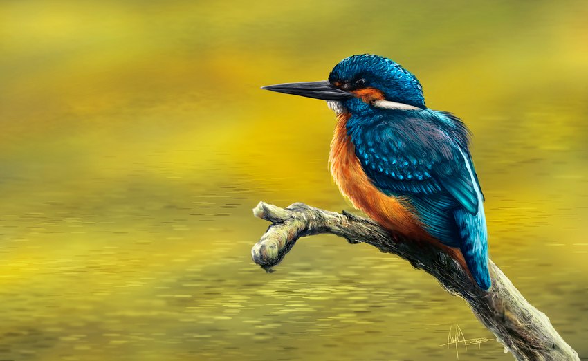 ambiguous_feral ambiguous_gender beady_eyes beak black_beak black_eyes blue_body blue_feathers branch detailed_background detailed_feathers feathered_wings feathers feral folded_wings long_beak on_branch orange_body orange_feathers outside perching photorealism side_view water wings yellow_water caymartworks avian bird common_kingfisher coraciiform kingfisher 2013 detailed digital_media_(artwork) digital_painting_(artwork) full-length_portrait hi_res portrait