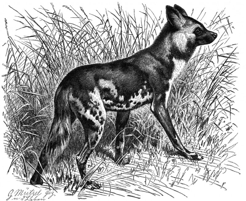 claws feral grass nude outside plant solo toe_claws gustav_mutzel license_info public_domain african_wild_dog canid canine mammal 19th_century ancient_art greyscale hi_res monochrome traditional_media_(artwork)