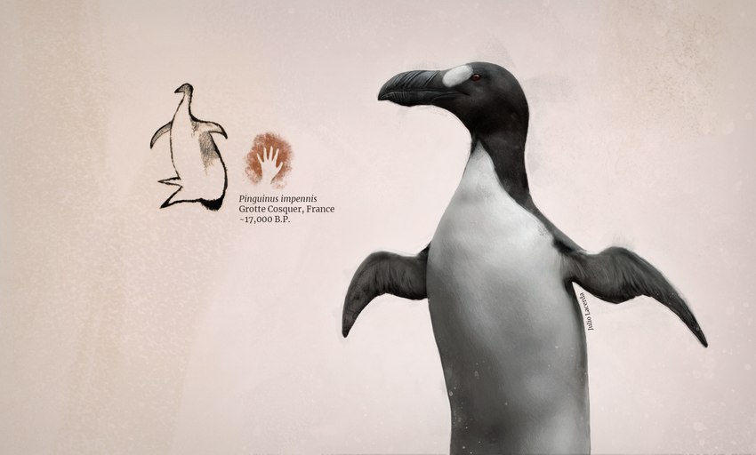ambiguous_gender beak biped cave_painting countershading feral photorealism realistic scientific_name solo text wings julio_lacerda alcid avian bird great_auk lari recently_extinct_species 2024 ancient_art artist_name hi_res inspired_by_formal_art reference_image