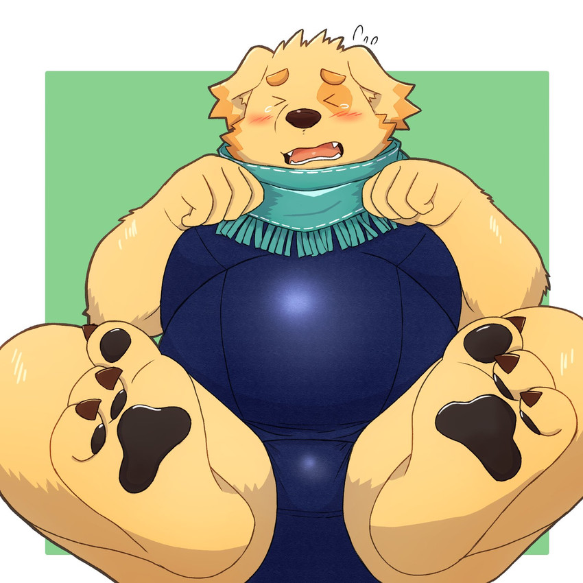 anthro begging begging_pose belly blush bulge clothing embarrassed fur male one-piece_swimsuit overweight overweight_male pawpads pose scarf solo swimwear yellow_body yellow_fur yaki_atsuage lifewonders tokyo_afterschool_summoners cu_sith_(tas) bird_dog canid canine canis domestic_dog golden_retriever hunting_dog mammal retriever 1:1 hi_res