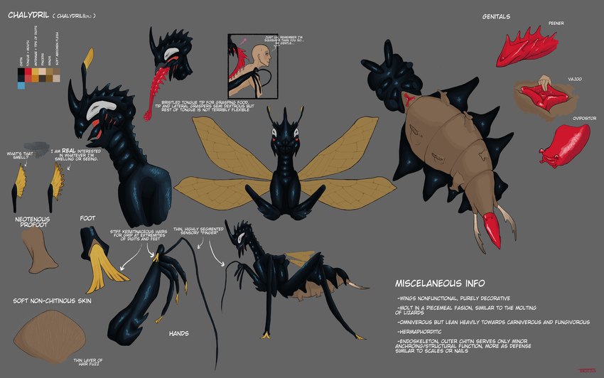 antennae_(anatomy) barbed_tongue cerci_(anatomy) duo female genitals herm hexapod hexapodal horn intersex long_fingers long_tongue male male/female mandibles ovipositor penile_spines penis pincers profoot pussy solo_focus tongue wings tengridus alien arthropod chalibdryl human humanoid mammal hi_res model_sheet