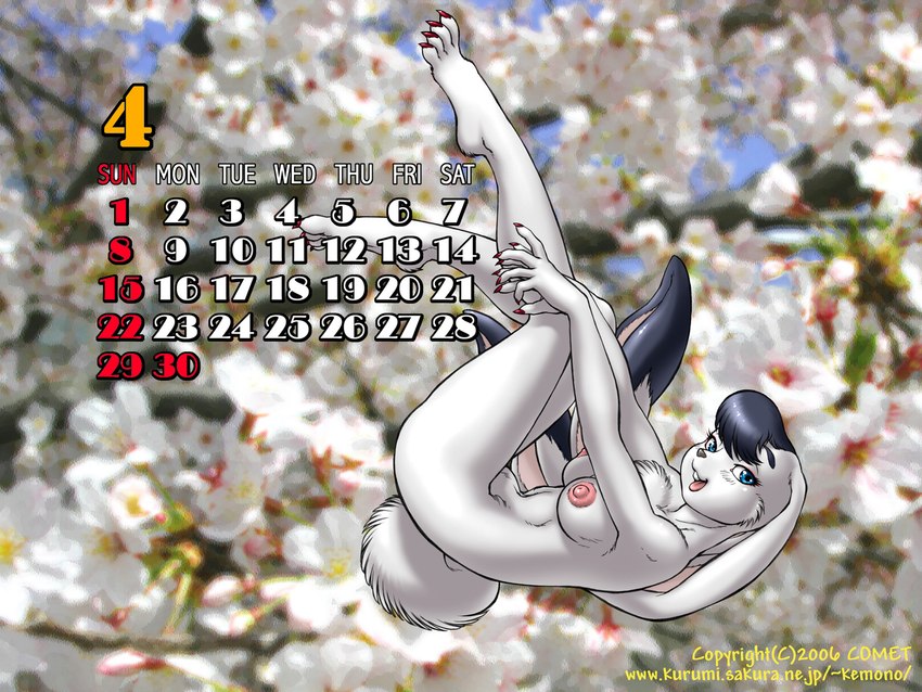 anthro april_(month) breasts calendar calendar_graphic cherry_blossom curled_up female flower nipples nude open_mouth plant pose prunus_(flower) seductive simple_background solo spring_(season) tail teeth tongue dr_comet osamu_tezuka the_amazing_3 captain_bokko lagomorph leporid mammal rabbit 2006 4:3 digital_media_(artwork) hi_res pinup wallpaper