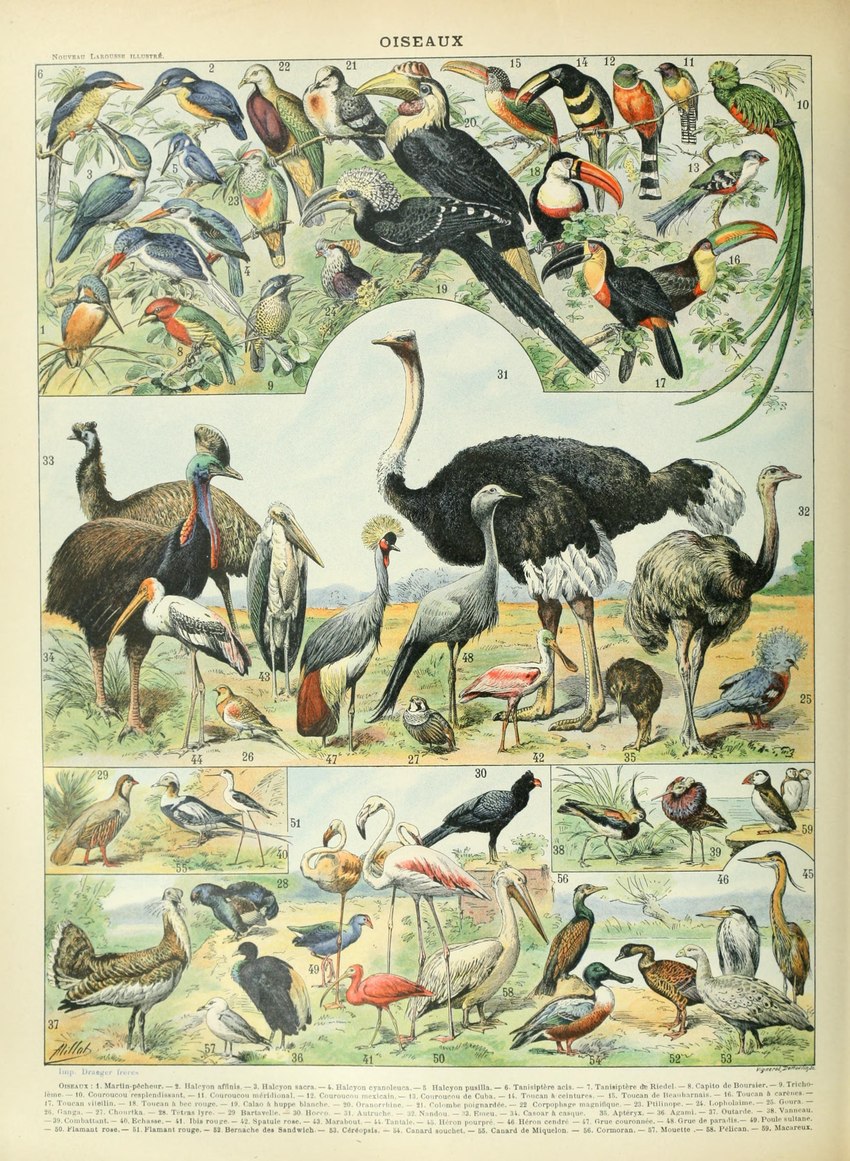 ambiguous_gender beak biped feathered_wings feathers feral green_body green_feathers northern_shoveler open_mouth text wings adolphe_millot public_domain alcid avian bird blue_crane cassowary columbid crane_(bird) crowned_crane crowned_pigeon emu flamingo great_bustard gruiform grus_(genus) kiwi_(bird) lari luzon_bleeding-heart ostrich pelecaniform pelican pigeon puffin quetzal ratite resplendent_quetzal rhea_(bird) roseate_spoonbill shorebird spoonbill stilt_(bird) stork swamphen threskiornithid toucan trogonid victoria_crowned_pigeon absurd_res ancient_art biological_illustration hi_res technical_illustration traditional_media_(artwork) zoological_illustration