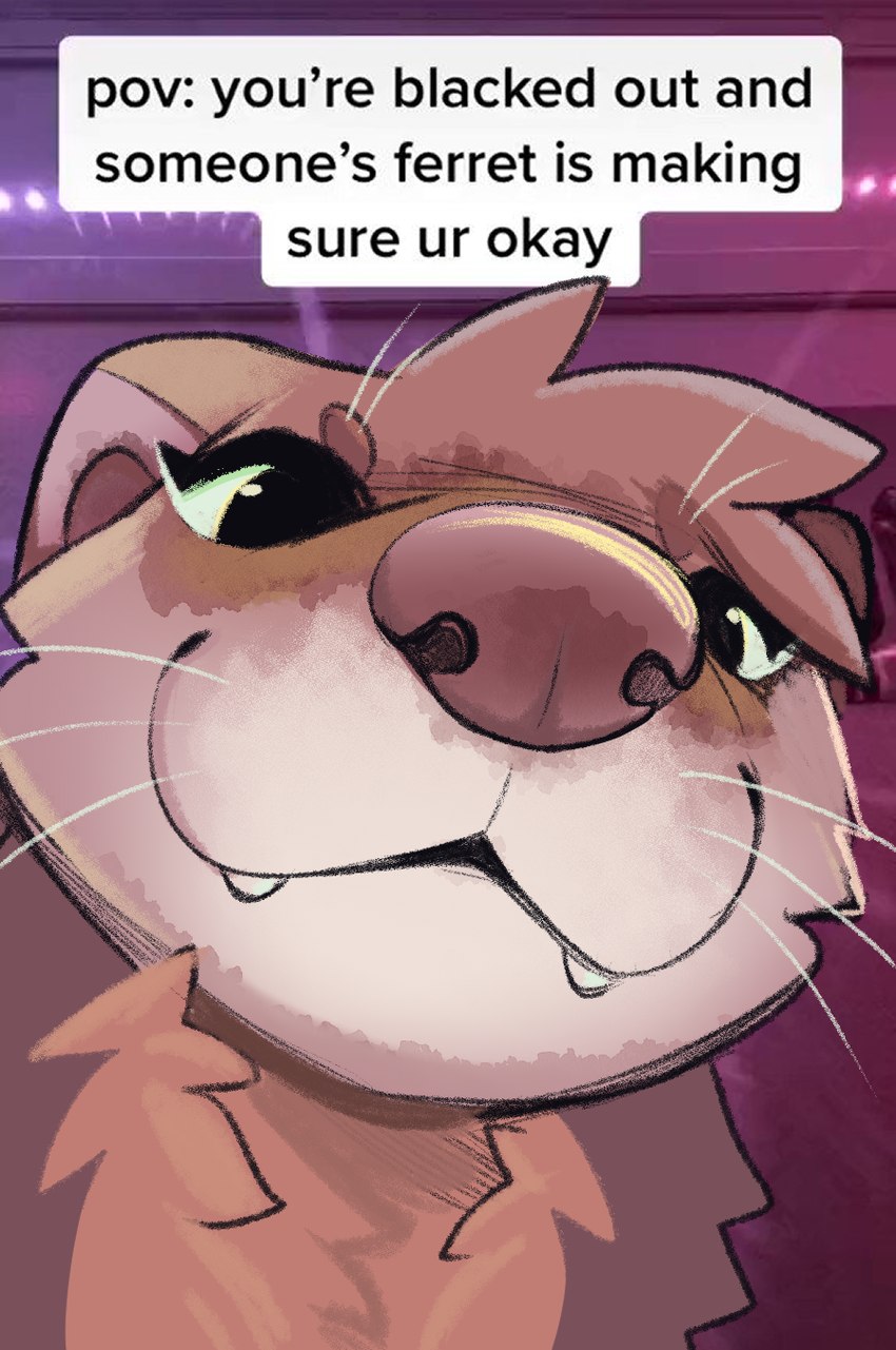 ambiguous_gender brown_body brown_fur cute_fangs fangs first_person_view fur inside looking_at_viewer multicolored_body multicolored_fur offscreen_character photo_background real smile teeth text whiskers feve domestic_ferret mammal mustelid musteline true_musteline weasel 2025 english_text hi_res meme photography_(artwork)