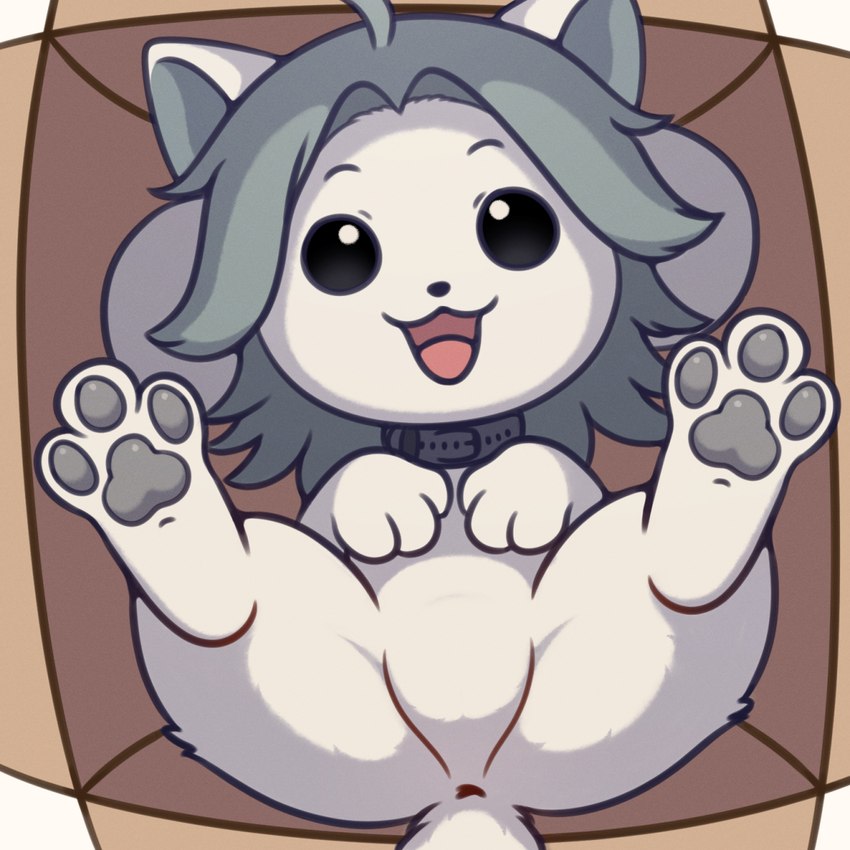 anus anus_only black_eyes box collar container empty_eyes featureless_crotch female feral fur grey_hair hair high-angle_view in_box in_container looking_at_viewer lying on_back pawpads solo white_body white_fur neitsuke undertale undertale_(series) temmie_(undertale) tem 1:1 2024 hi_res