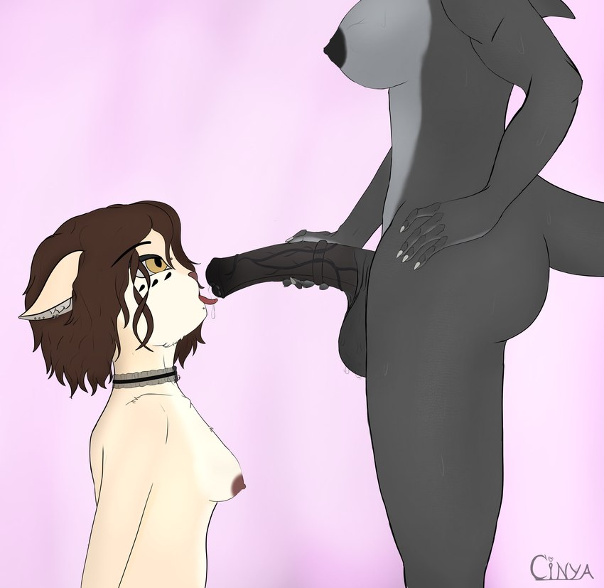 animal_genitalia animal_penis anthro balls bodily_fluids breasts butt collar curly_hair duo equine_genitalia equine_penis erection female fur genital_fluids genitals gynomorph gynomorph/female hair holding_penis intersex intersex/female kneeling licking licking_precum looking_up nipples nude open_mouth oral penile penis penis_lick piercing precum scales sex simple_background sweat sweaty_balls sweaty_genitalia tail tongue tongue_out vein veiny_penis cinya cinya_(cinya) domestic_cat felid feline felis fish mammal marine scalie shark absurd_res hi_res