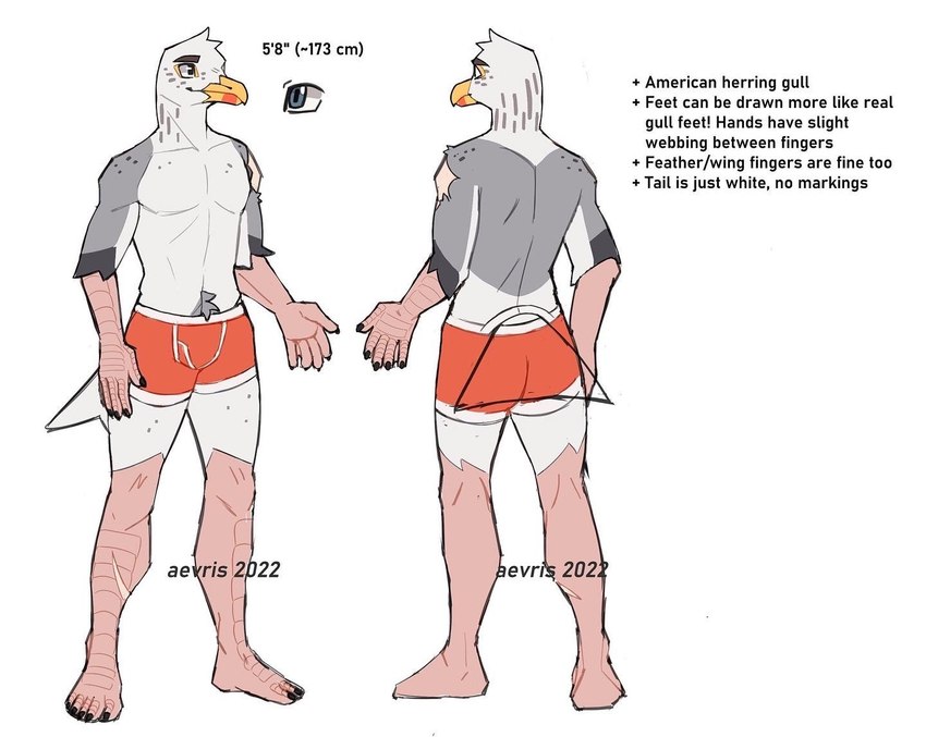 5_fingers anthro beak biped clothed clothing eyebrows fingers male solo text topless topless_anthro topless_male underwear underwear_only aevris xantho_(aevris) american_herring_gull avian bird gull herring_gull lari larid english_text model_sheet