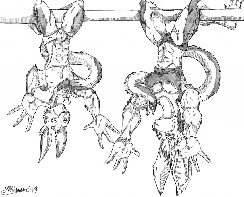 abs accidental_holly anthro bra clothing duo female fur hanging_upside_down holly_(plant) looking_at_viewer male open_hand open_hands panties plant pole underwear upside_down marcushunter storm_hawks fan_character radarr mammal 2019 monochrome signature