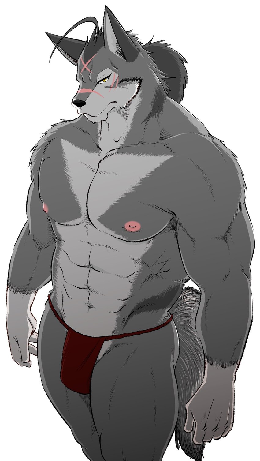 abs anthro asian_clothing athletic athletic_anthro bulge clothed clothing east_asian_clothing fundoshi fur grey_body grey_fur japanese_clothing looking_at_viewer male multicolored_body multicolored_fur muscular muscular_anthro muscular_male nipples pecs red_clothing red_fundoshi red_underwear scar serious_face simple_background solo standing two_tone_body two_tone_fur underwear underwear_only white_background samoji morenatsu ten_kodori canid canine canis mammal wolf 2022 hi_res