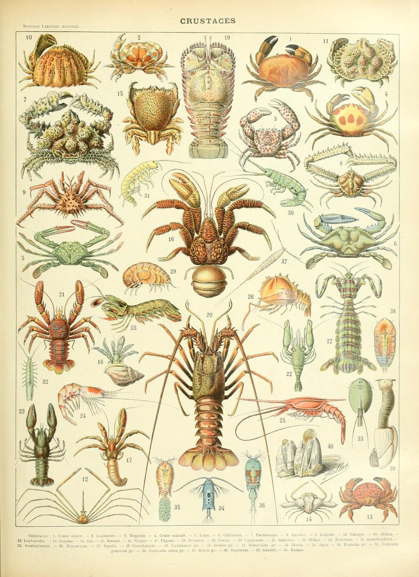 ambiguous_gender feral not_furry pincers text adolphe_millot public_domain arthropod crab crustacean decapoda hermit_crab lobster malacostracan mantis_shrimp marine shrimp absurd_res ancient_art biological_illustration hi_res technical_illustration traditional_media_(artwork) zoological_illustration