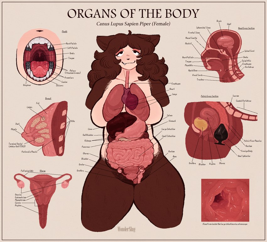 anal anal_penetration anatomical_diagram anatomical_study anatomy anatomy_chart anthro bladder breasts buttplug cervix chart educational educational_porn esophagus fallopian_tubes female guts heart_symbol intestines liver lung mouth_shot nipples open_mouth organs ovaries penetration plug_(sex_toy) sex_toy solo stomach teeth text throat tongue uterus uvula xray_view wonderslug mythology pepper_(wonderslug) canid canine mammal mythological_canine mythological_creature werecanid werecanine werecreature werewolf english_text hi_res model_sheet