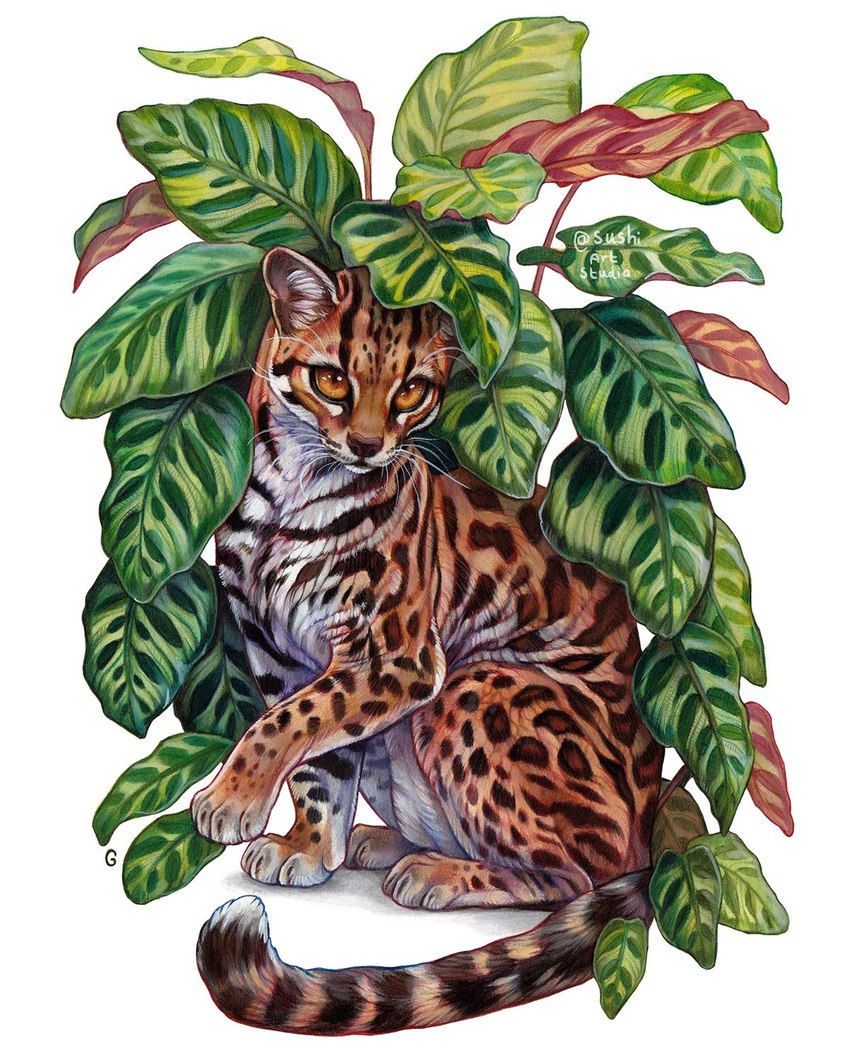 4_toes ambiguous_gender brown_body brown_eyes brown_fur brown_nose feet feral fur paws solo toes whiskers white_body white_fur sushiartstudio felid feline leopardus mammal margay 2021 digital_media_(artwork) hi_res