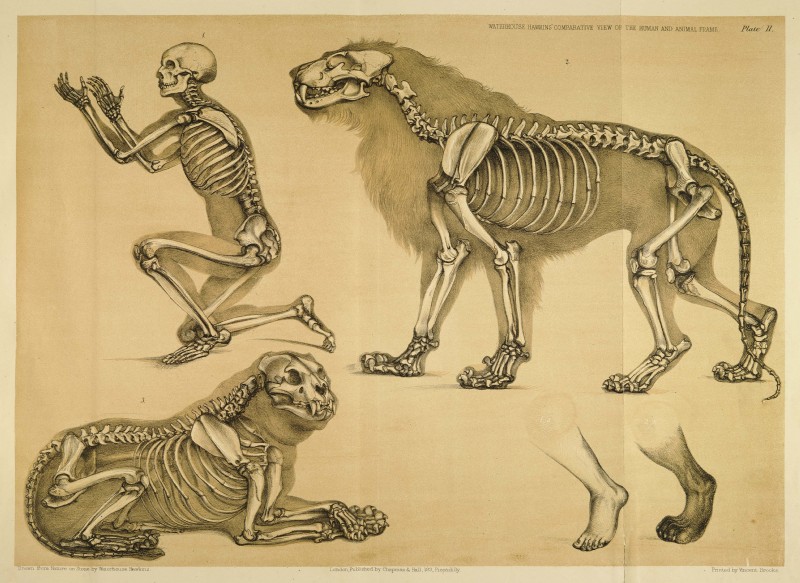 5_fingers ambiguous_gender biped bone digitigrade disembodied_leg feral fingers group internal kneeling lying mane on_front on_one_knee plantigrade quadruped side_view simple_background skeleton skull species_sheet standing teeth text translucent translucent_body yellow_background benjamin_waterhouse_hawkins license_info public_domain felid human lion mammal pantherine 1860 19th_century absurd_res ancient_art english_text hi_res model_sheet monochrome traditional_media_(artwork)