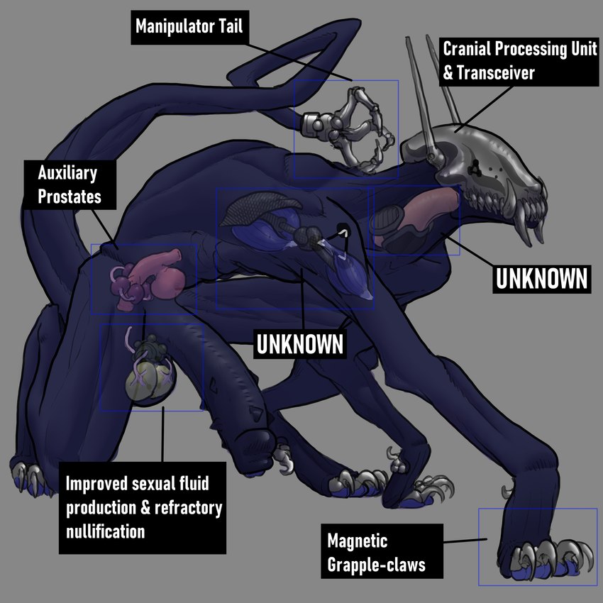 all_fours anthro balls big_penis blue_body blue_skin claws crouching digitigrade feet genitals handpaw hindpaw huge_penis internal male organs paws penis prostate solo spiked_penis spikes spikes_(anatomy) tail text toe_claws wrinkled_armpit thecore34 canid canine mammal monster 1:1 absurd_res biological_illustration english_text hi_res technical_illustration