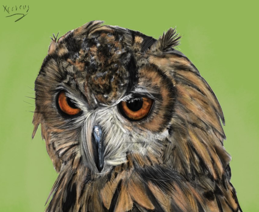 ambiguous_gender beak big_eyes feathers feral fluffy grumpy looking_at_viewer photorealism simple_background xcoreus avian bird owl absurd_res headshot_portrait hi_res huge_filesize portrait shaded signature