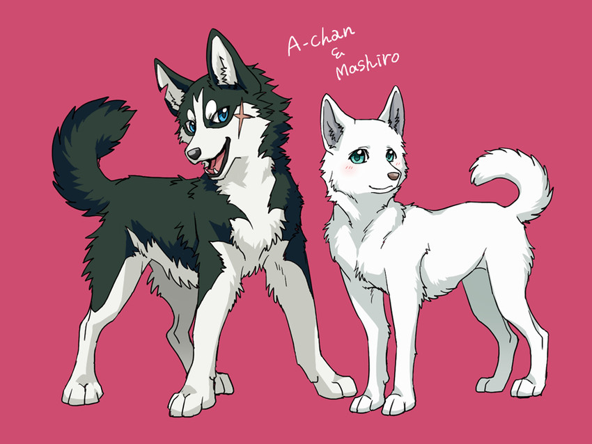 duo feral ayaka a-chan mashiro canid canine canis domestic_dog husky kishu_inu mammal nordic_sled_dog shiba_inu spitz 2020 4:3 monochrome