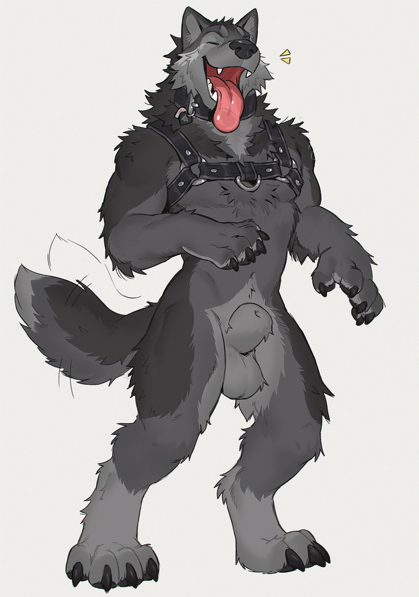 animal_genitalia anthro balls collar fangs fully_sheathed fur genitals grey_body grey_fur harness male sheath simple_background solo standing tail tail_motion tailwag teeth tongue tongue_out tritscrits canid canine canis mammal wolf full-length_portrait hi_res portrait