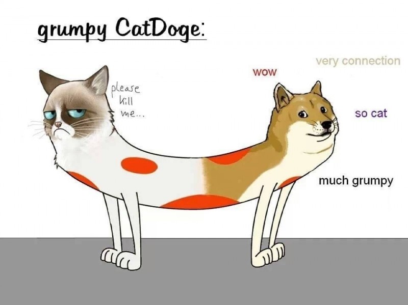 doge and tardar sauce (catdog (series) and etc) created by unknown artist