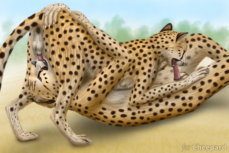 69_position anatomically_correct animal_genitalia animal_penis anthro anthro_on_feral anthro_penetrated anthro_penetrating anthro_penetrating_feral anus balls bestiality biped duo erection feline_genitalia feline_penis fellatio feral feral_penetrated feral_penetrating feral_penetrating_anthro genitals lying male male/male male_on_feral male_penetrated male_penetrating male_penetrating_male mutual_penetration on_back oral oral_penetration penetration penile penile_spines penis quadruped sex tail tail_anus yellow_eyes cheepard cheetah felid feline mammal 3:2