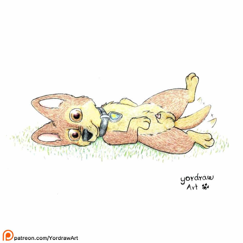 3_toes animal_genitalia animal_penis balls belly black_nose brown_body brown_fur canine_genitalia canine_penis collar feet feral fur genitals grass legs_in_air legs_up lying lying_on_ground male on_back on_ground patreon_logo patreon_username paws penis pink_perineum plant presenting presenting_balls presenting_belly smile solo spread_legs spreading text toes yordraw patreon paw_patrol chase_(paw_patrol) canid canine canis domestic_dog mammal 1:1 hi_res url