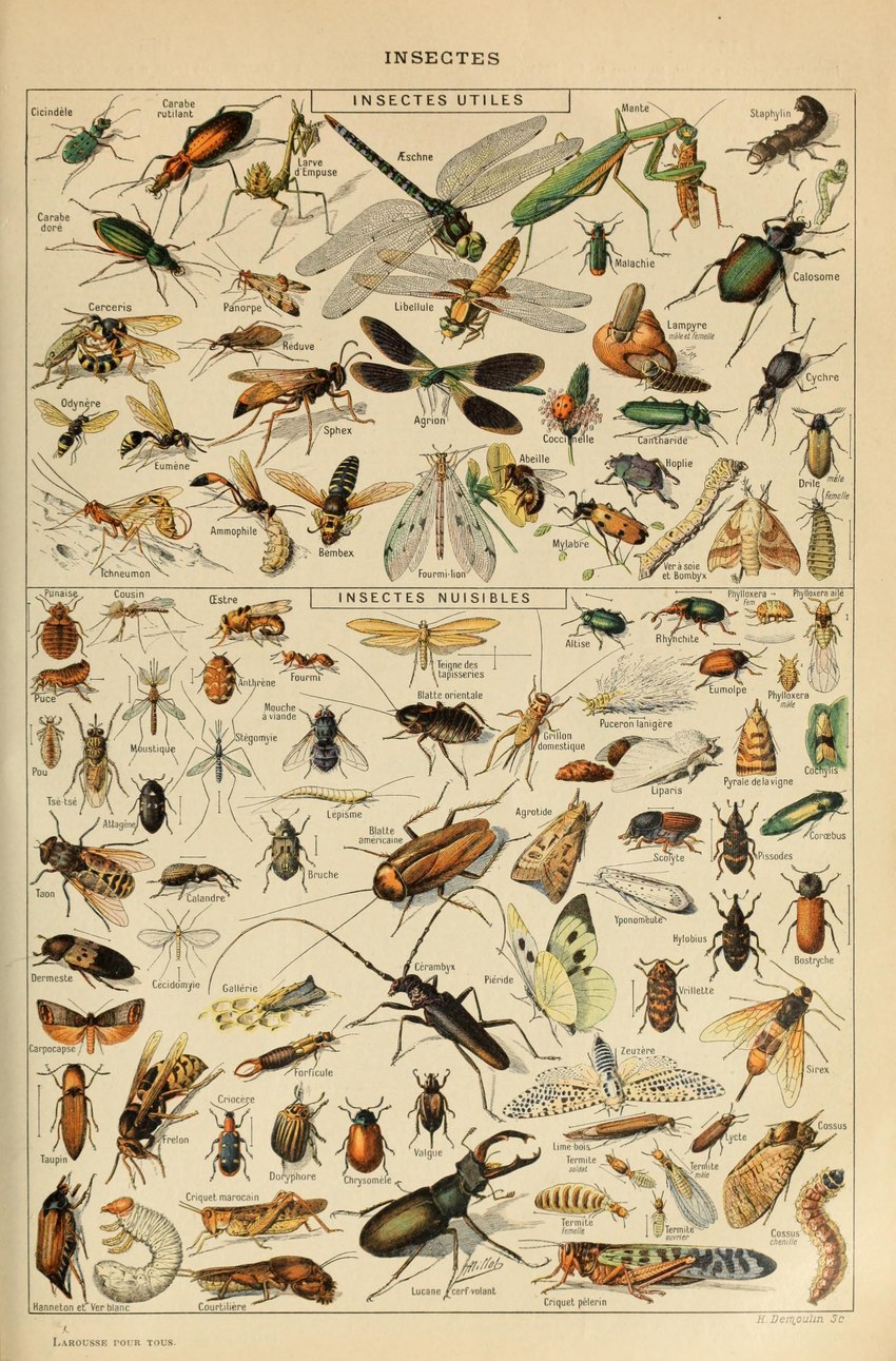 ambiguous_gender antennae_(anatomy) brown_body feral green_body insect_wings lepidopteran_wings pincers text wings adolphe_millot public_domain arthropod beetle blattodea butterfly cockroach cricket cucujoid dragonfly flea fly_(animal) grasshopper hymenopteran insect ladybug lepidopteran mantis mosquito moth orthopterid silkworm termite wasp absurd_res ancient_art biological_illustration hi_res technical_illustration traditional_media_(artwork) zoological_illustration