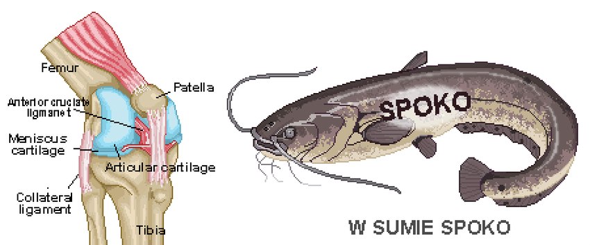 ambiguous_gender anatomy barbel_(anatomy) duo feral fin flesh_whiskers gills glistening glistening_body lips tail tail_fin alunka fish human mammal marine digital_media_(artwork) pixel_(artwork)