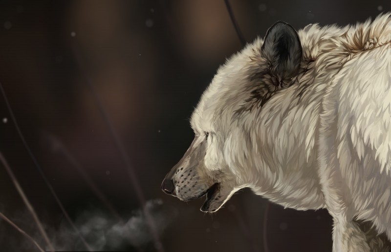 ambiguous_gender cold feral fur outside solo white_body white_fur blackpassion777 canid canine canis mammal wolf absurd_res hi_res