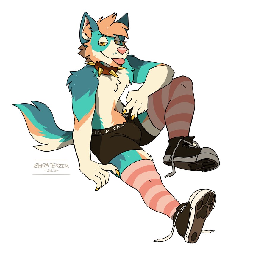 anthro blep blonde_hair blue_body blue_fur boxers_(clothing) boxers_only bulge claws clothed clothing collar footwear fur gesture gold_claws hair half-closed_eyes hand_gesture laws legwear looking_at_viewer multicolored_body multicolored_fur narrowed_eyes paw_shoes pink_nose shoelaces shoelaces_untied shoes simple_background sitting smile solo spiked_collar spikes teal_body teal_fur tongue tongue_out topless underwear underwear_only unnatural_colors v_sign yellow_eyes shira_tekzer kai_(infoxicated) canid canine mammal absurd_res hi_res