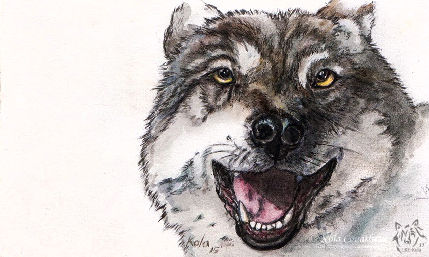 ambiguous_gender black_nose black_whiskers brown_eyes fangs feral front_view fur grey_body grey_fur logo looking_at_viewer open_mouth simple_background solo teeth whiskers white_background white_body white_fur yellow_sclera kola_(artist) canid canine mammal 2015 5:3 artist_logo dated signature