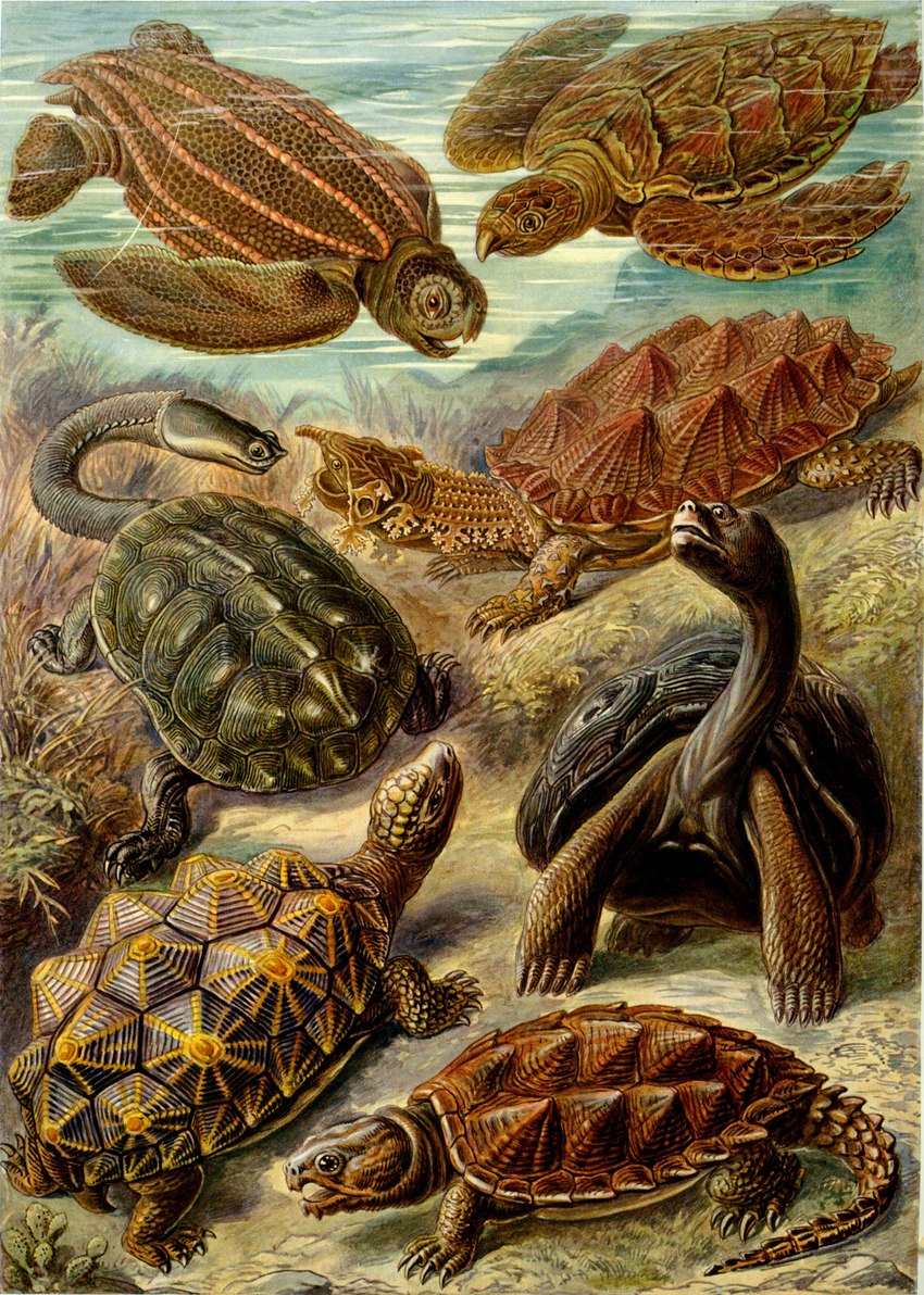 ambiguous_gender claws feral group open_mouth quadruped shell tail ernst_haeckel public_domain galápagos_tortoise leatherback_sea_turtle reptile scalie sea_turtle snapping_turtle tortoise turtle absurd_res ancient_art biological_illustration hi_res technical_illustration traditional_media_(artwork) zoological_illustration