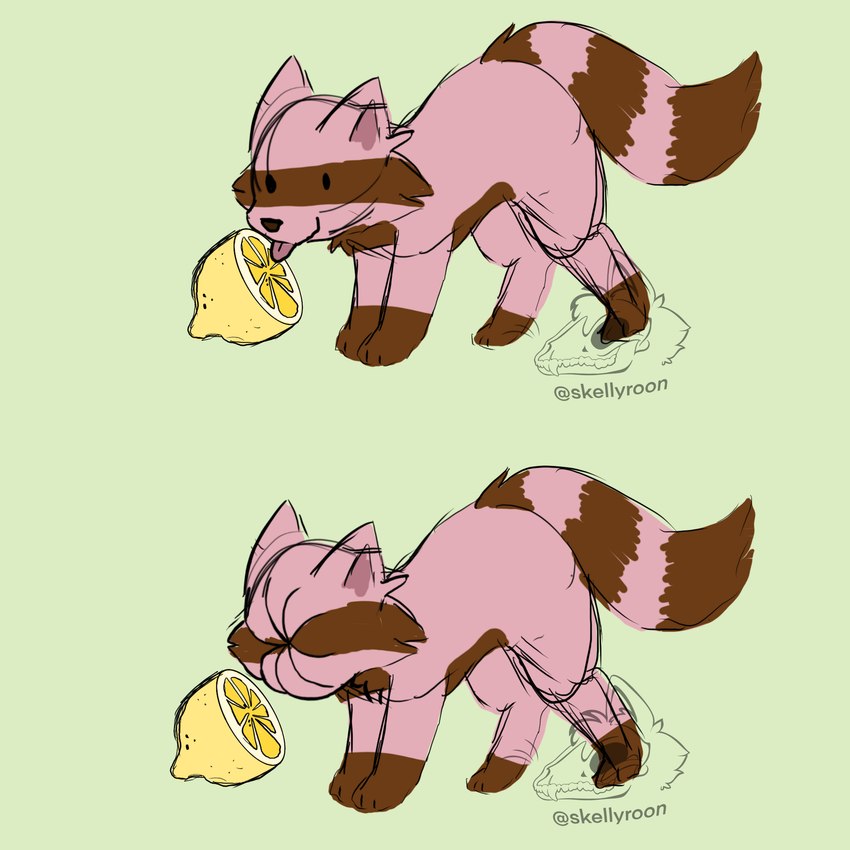 female feral food fruit lemon licking plant solo tongue skellyroon thour_(meme) poppy_(skellyroon) mammal procyonid raccoon 1:1 hi_res meme