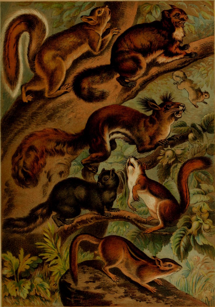 ambiguous_gender black_body black_fur buckteeth claws countershade_face countershade_fur countershade_torso countershading feral fur group paws plant quadruped tail teeth whiskers hugh_craig public_domain flying_squirrel ground_squirrel mammal rodent sciurid tree_squirrel 1897 19th_century absurd_res ancient_art hi_res traditional_media_(artwork)