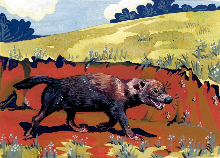 ambiguous_gender feral solo goat-soap bush_dog canid canine mammal hi_res painting_(artwork) traditional_media_(artwork)