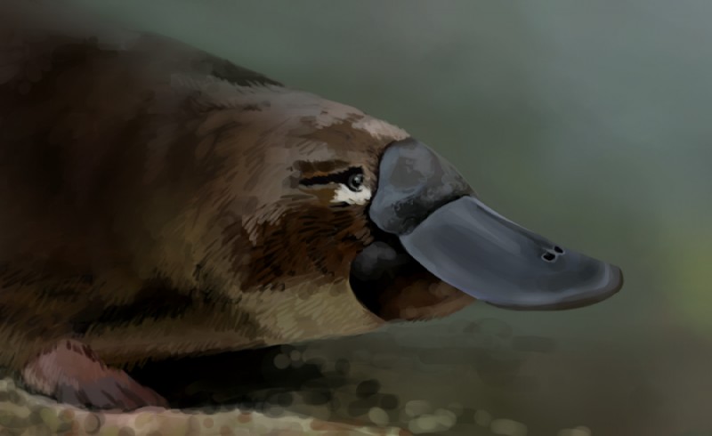 ambiguous_gender beak close-up detailed_background feral fur photorealism solo 7ofdiamonds mammal monotreme platypus 2013 digital_media_(artwork) shaded soft_shading