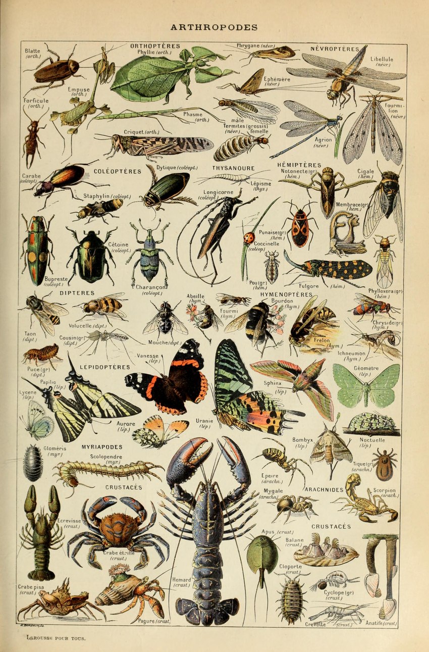 ambiguous_gender antennae_(anatomy) brown_body exoskeleton feral green_body insect_wings lepidopteran_wings pincers text wings adolphe_millot public_domain acarine ant anthozoan arachnid arthropod bee beetle blattodea butterfly cicada cnidarian cockroach crab crustacean cucujoid decapoda dragonfly flea fly_(animal) hermit_crab hymenopteran insect ladybug lepidopteran lobster malacostracan marine mosquito moth parasitiform scorpion sea_anemone shrimp spider termite tick_(arachnid) absurd_res ancient_art biological_illustration hi_res technical_illustration traditional_media_(artwork) zoological_illustration