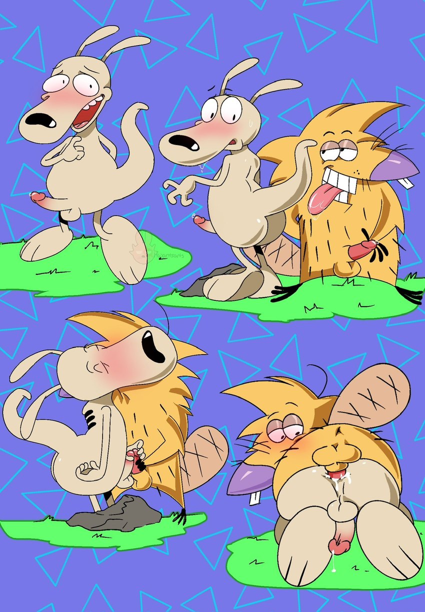 anal anal_penetration anthro balls blush butt erection frottage genitals glans humanoid_genitalia humanoid_penis male male/male penetration penile penile_penetration penis penis_in_ass sex tongue tongue_out hwantsarts nickelodeon rocko's_modern_life the_angry_beavers norbert_beaver rocko_rama beaver macropod mammal marsupial rodent wallaby hi_res