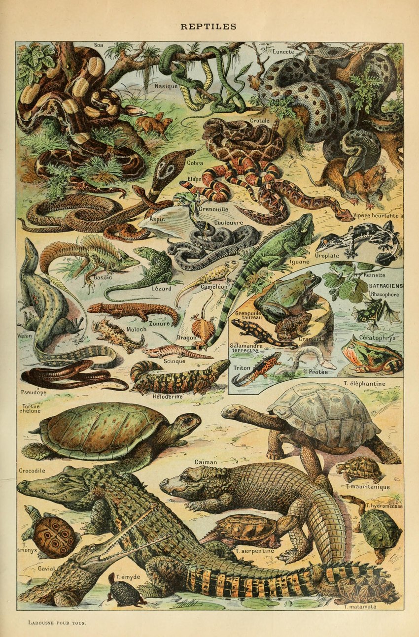 ambiguous_gender feral forked_tongue partially_submerged plant quadruped rattle_(anatomy) scales shell snake_hood tail text tongue tongue_out turtle_shell water adolphe_millot public_domain agamid alligatorid amphibian anaconda asp boa_(snake) boa_constrictor boinae caiman chameleon cheloniid cobra colubrid coral_snake crested_newt crocodile crocodilian elapid_(snake) flying_frog flying_lizard frog galápagos_tortoise gavialid gecko gharial gila_monster girdled_lizard greek_tortoise green_anaconda green_iguana green_sea_turtle helmeted_lizard helodermatid iguana iguanid leaf-tailed_gecko lizard mammal marine mata_mata mole_salamander monitor_lizard newt olm paca pit_viper puff_adder rattlesnake reptile rodent salamander scalie sea_turtle skink snake snake-necked_turtle snapping_turtle softshell_turtle thorny_devil tiger_salamander toad_(frog) tortoise turtle viper absurd_res ancient_art biological_illustration hi_res technical_illustration traditional_media_(artwork) zoological_illustration