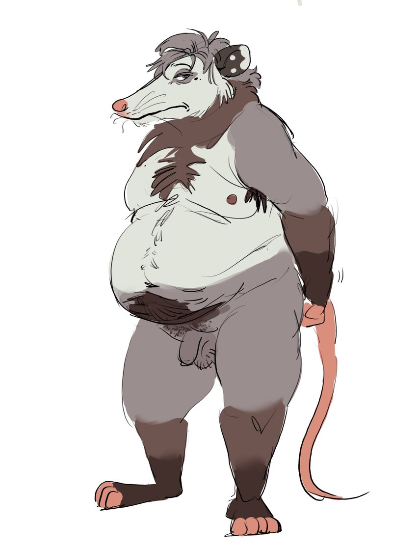 anthro balls belly big_belly body_hair flaccid genitals grey_body hairy_balls male moobs nipples overweight overweight_male penis simple_background solo swarentaiger american_opossum mammal marsupial 2024 hi_res