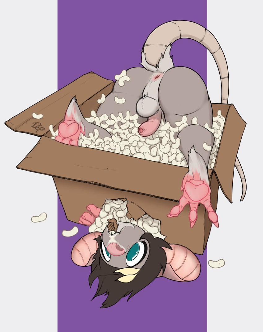 anus box butt cardboard cardboard_box container genitals male packing_peanuts pawpads penis raised_tail solo tail tail_anus upside_down dep mammal murid murine rat rodent absurd_res adobe_photoshop_(artwork) digital_media_(artwork) hi_res