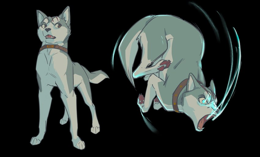 action_pose ambiguous_gender blue_eyes brown_collar brown_eyes collar countershading fangs feet feral fur glowing glowing_eyes grey_background grey_body grey_fur jumping open_mouth pawpads paws pose quadruped scar simple_background solo standing tail teeth white_body white_countershading meow286 ginga_(series) gin_(ginga) akita akita_inu canid canine canis domestic_dog mammal spitz 2020 absurd_res alpha_channel hi_res multiple_images male_(lore)