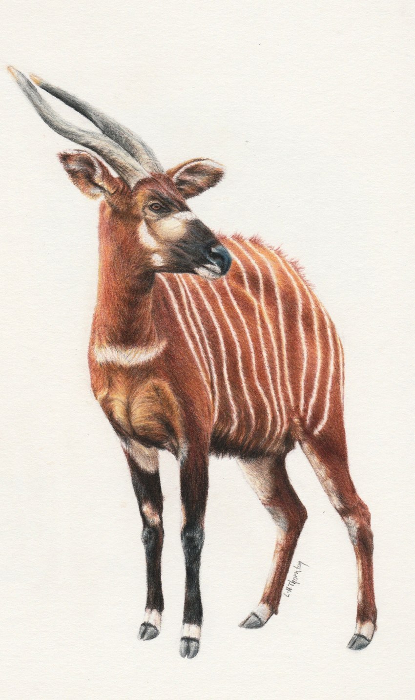 ambiguous_gender black_nose brown_body brown_eyes brown_fur feral fur horn realistic simple_background solo stripes three-quarter_view white_background agree-to-dissagree antelope bongo_(antelope) bovid bovine mammal spiral-horned_antelope colored_pencil_(artwork) full-length_portrait hi_res portrait traditional_media_(artwork)