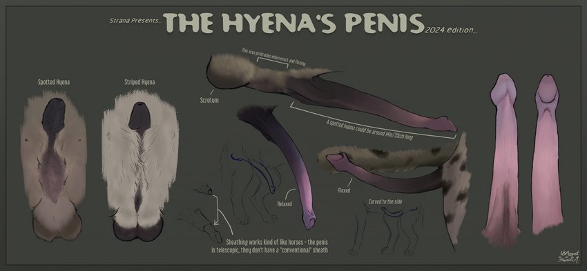 anatomically_correct anatomically_correct_genitalia anatomically_correct_penis anatomy anatomy_reference animal_genitalia animal_penis balls brown_body brown_fur close-up description digitigrade directional_arrow disembodied_penis erection feet feral fully_sheathed fur genital_shot genitals gradient_penis hyaenid_penis imperial_unit information information_label long_penis male measurements metric_unit nipples number paws penis penis_sheet penis_shot penis_tip pink_penis quadruped reference_guide sheath simple_background solo species_sheet standing tagging_guidelines_illustrated text toes unit strana_(artist) hyena mammal spotted_hyena striped_hyena 2024 artist_name biological_illustration dated digital_media_(artwork) english_text hi_res multiple_images signature species_name technical_illustration zoological_illustration