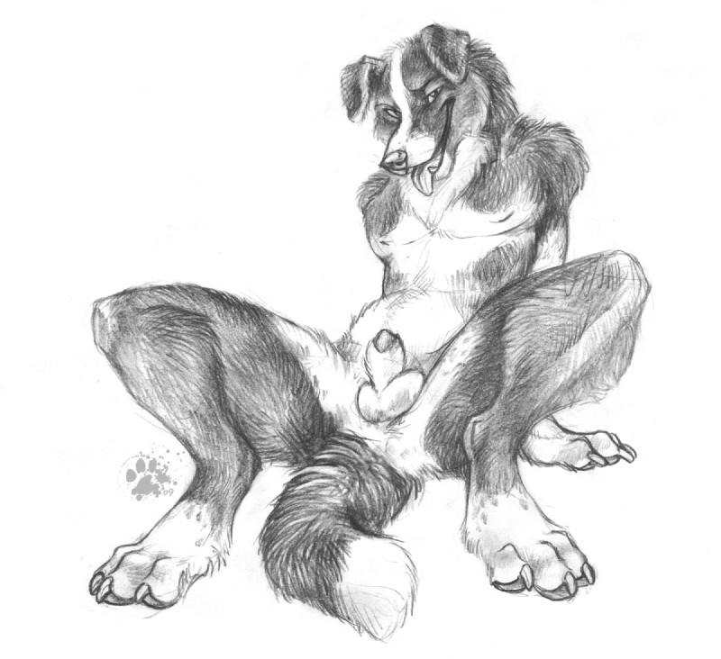 animal_genitalia anthro balls biped blaze_(marking) claws countershade_legs countershade_torso countershading dipstick_tail erection facial_markings floppy_ears fluffy fluffy_tail freckles front_view fur genitals gloves_(marking) grey_body grey_fur happy head_markings leg_markings looking_at_viewer lying male markings multicolored_tail naughty_face neck_tuft nude on_back open_mouth pawpads paws penis penis_tip pose presenting presenting_penis reclining sheath simple_background sitting socks_(marking) solo spread_legs spreading tail tail_markings teeth three-quarter_view tongue tongue_out tuft tusks white_background white_body white_countershading blotch border_collie canid canine canis collie domestic_dog herding_dog mammal pastoral_dog sheepdog 2009 full-length_portrait graphite_(artwork) greyscale monochrome portrait traditional_media_(artwork)