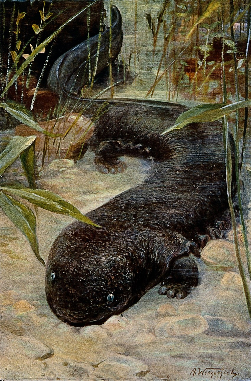 ambiguous_gender black_body black_tail blue_eyes feet feral outside plant pupils quadruped slit_pupils solo tail toes water alfred_weczerzick public_domain amphibian giant_salamander salamander 1916 20th_century ancient_art hi_res lithograph_(artwork) signature traditional_media_(artwork)