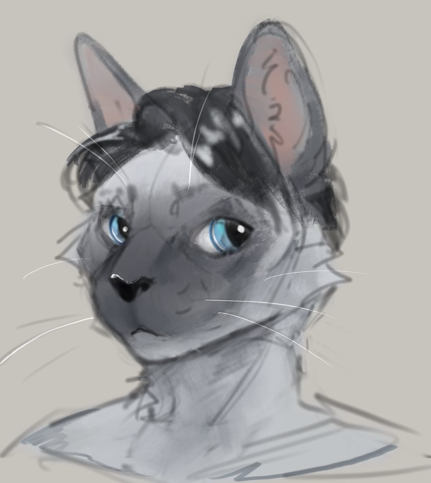 anthro blue_eyes fur hair looking_aside male multicolored_body multicolored_fur simple_background solo two_tone_body two_tone_face two_tone_fur whiskers banoncat banoncat_(character) domestic_cat felid feline felis mammal siamese 2023 bust_portrait hi_res portrait