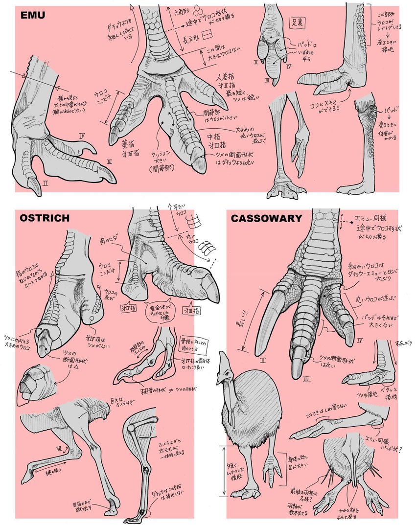 ambiguous_gender anatomy anatomy_reference avian_caruncle avian_feet bone claws dewlap_(anatomy) feathers feet feral foot_focus group head_crest scales simple_background sitting skeleton solo text walking wattle ogyhara avian bird cassowary emu ostrich ratite english_text hi_res japanese_text monochrome