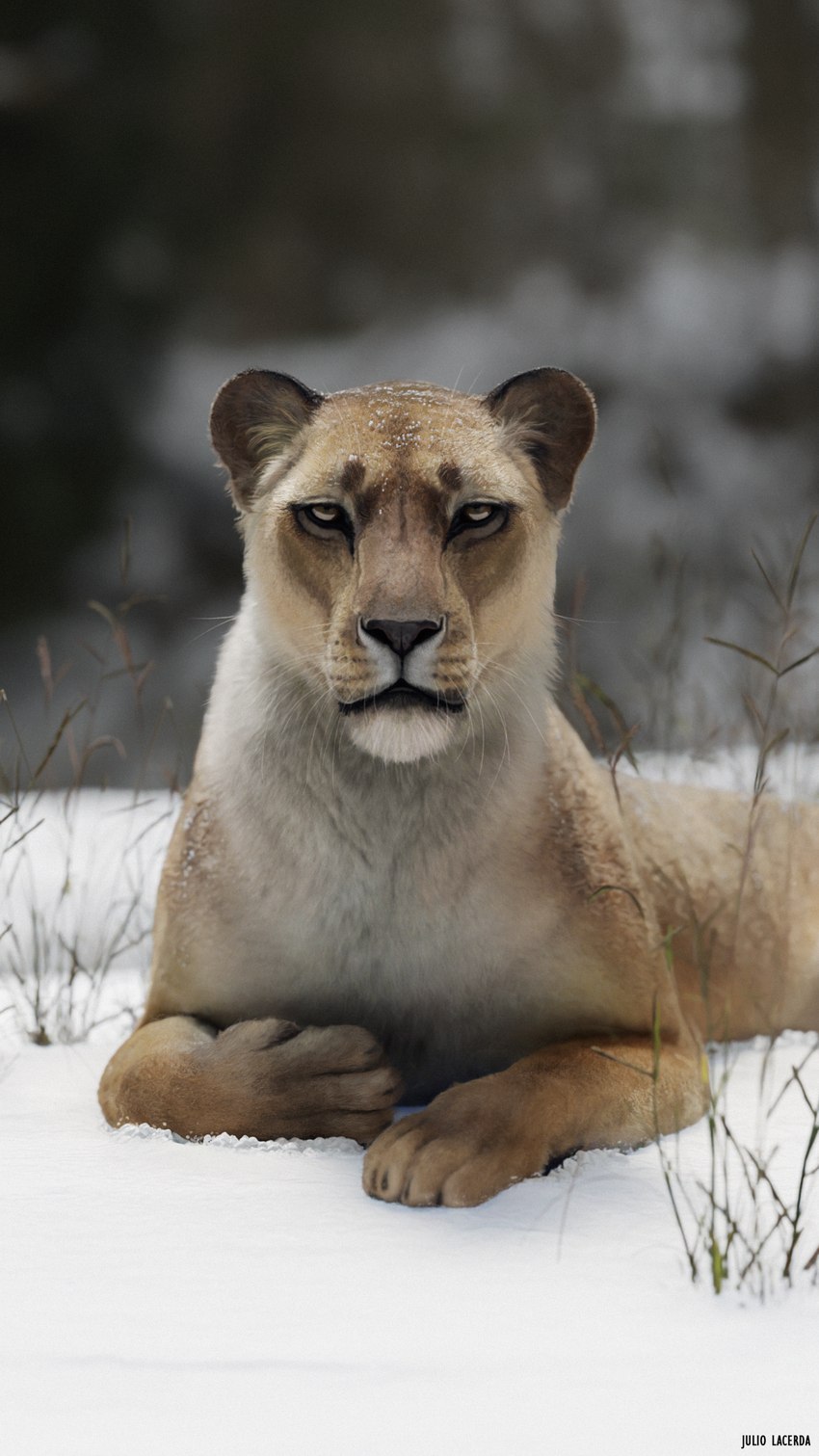 amazing_background blurred_background detailed_background detailed_fur female feral fur inner_ear_fluff looking_at_viewer paws photorealism plant realistic_anatomy realistic_lighting realistic_shading snow solo tuft whiskers julio_lacerda cave_lion felid mammal pantherine prehistoric_species 9:16 detailed hi_res