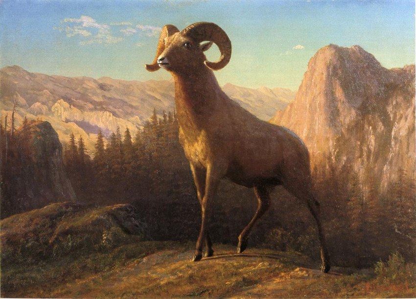 detailed_background feral hooves horn landscape male mountain outside plant quadruped sky solo tree albert_bierstadt public_domain bighorn_sheep bovid caprine mammal sheep 1879 19th_century ancient_art oil_painting_(artwork) painting_(artwork) traditional_media_(artwork)