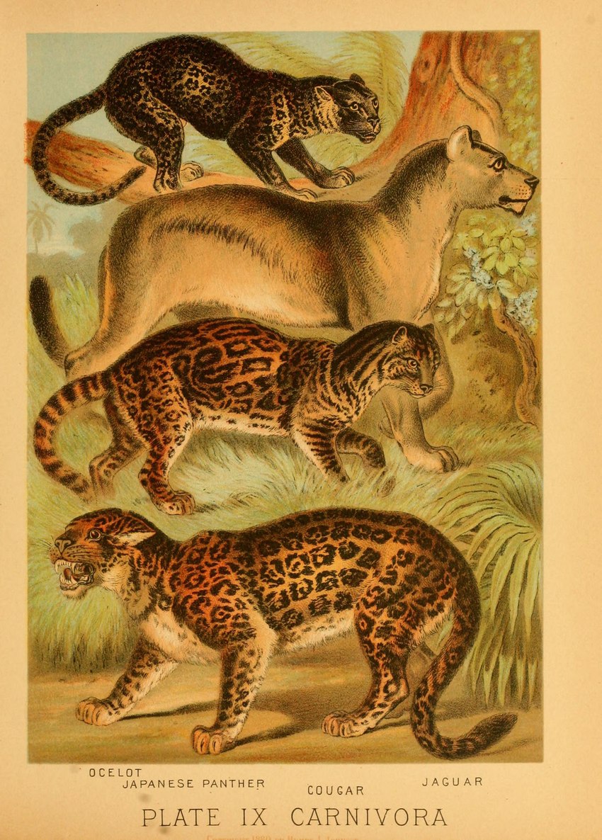 ambiguous_gender countershade_fur countershade_torso countershading fangs feral fur group open_mouth plant quadruped tail teeth text whiskers hugh_craig public_domain cougar felid feline jaguar leopardus mammal ocelot pantherine 1897 19th_century absurd_res ancient_art biological_illustration hi_res technical_illustration traditional_media_(artwork) zoological_illustration